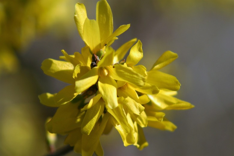 A close-up of some Chinese golden bell Forsythia viridissima flowers.