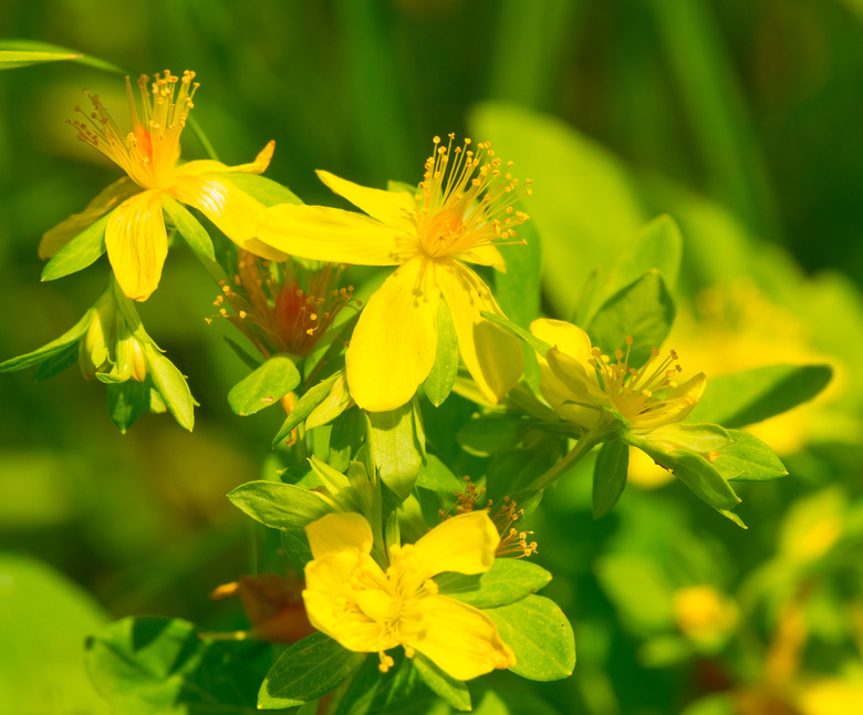 A close-up of some delicate shrubby St. John's wort Hypericum pyramidatum flowers.