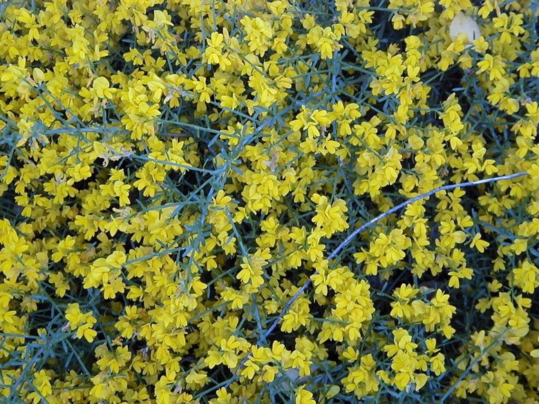 A top-down shot of a Lydia broom Genista lydia shrub with lots of yellow flowers.