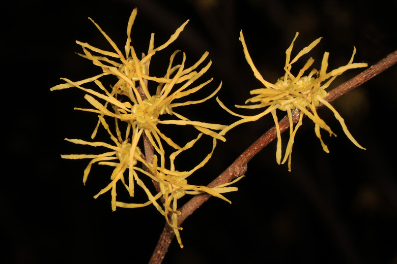 A close-up of the curious-looking yellow flowers of a common witch hazel Hamamelis virginiana plant.