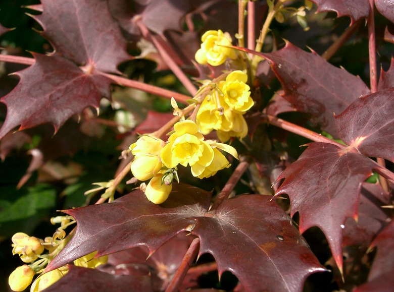 A close-up of a few small Japanese mahonia Mahonia japonica flowers.