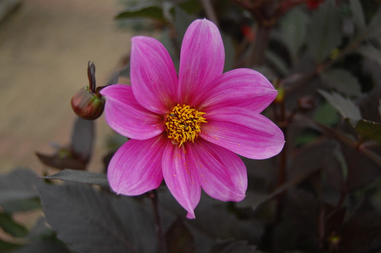 A close-up of a very pink flower of a Happy Single® Juliet Dahlia 'HS Juliet'