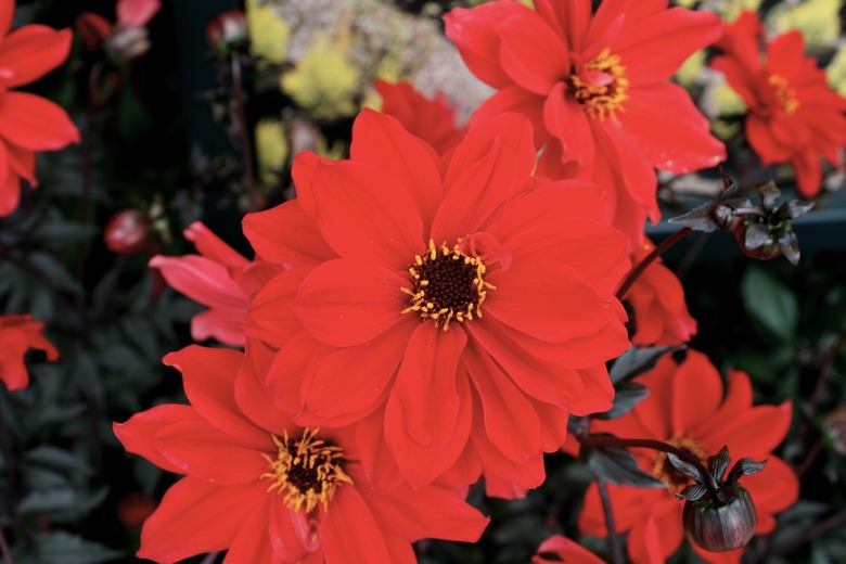 A close-up of the deep red flowers of the Bishop of Llandaff dahlia Dahlia 'Bishop of Llandaff'