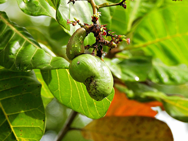 A close-up of a cashew tree Anacardium occidentale as its fruits begin to form.
