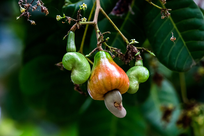 A close-up of some cashew Anacardium occidentale fruits at varying levels of ripeness.