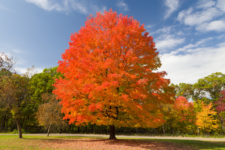 An autumnal sugar maple tree Acer saccharum growing at Willow River State Park.