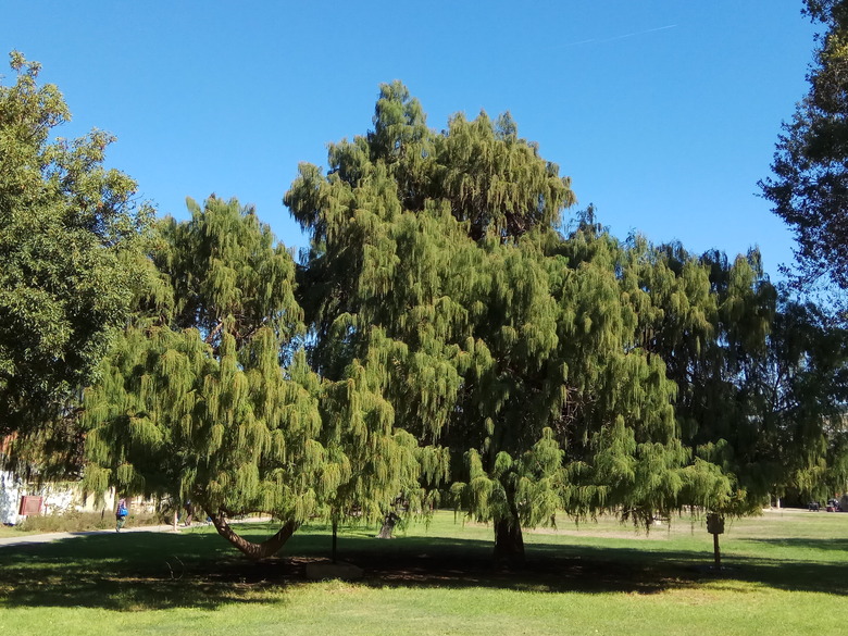 A few baldcypress trees Taxodium distichum growing in a park.