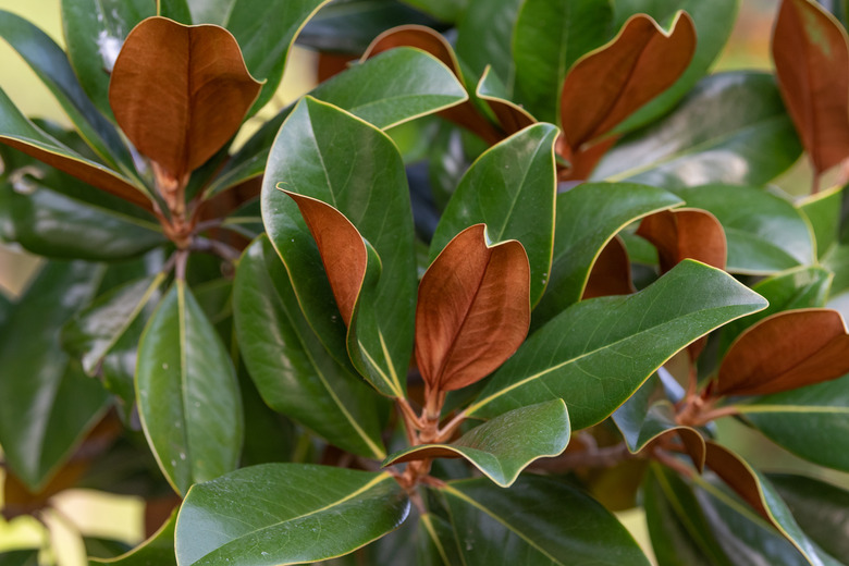 A close-up of the leaves of a southern magnolia tree Magnolia grandiflora.