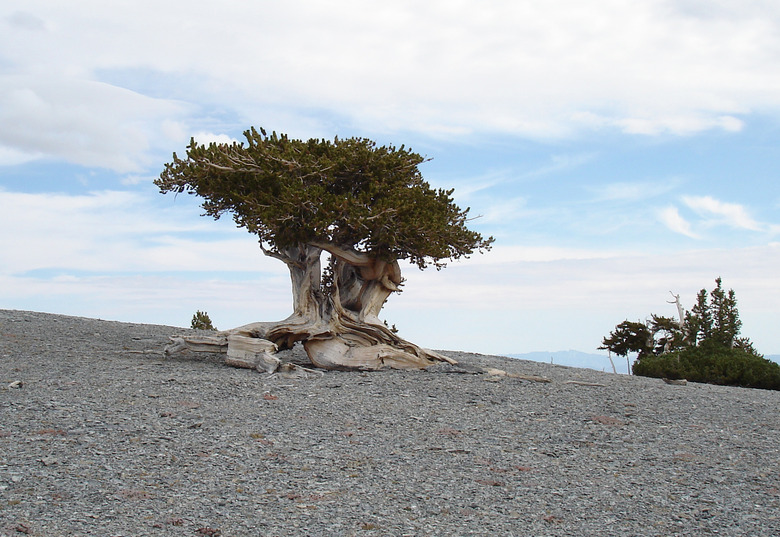 A lone bristlecone pine tree Pinus longaeva growing at Great Basin National Park.