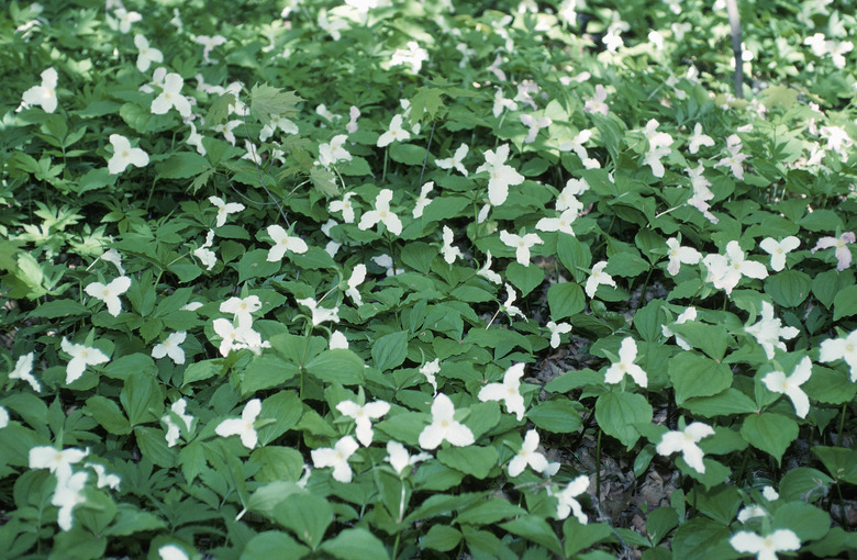 Trillium flowers