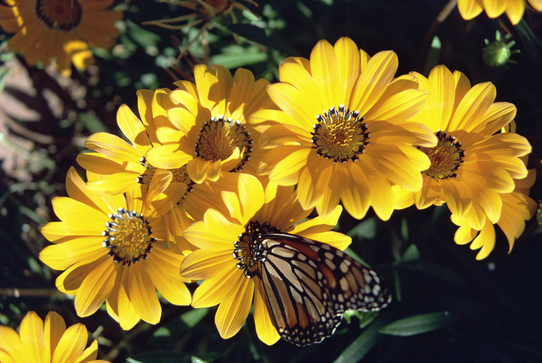 Creeping Gazania and Monarch butterfly