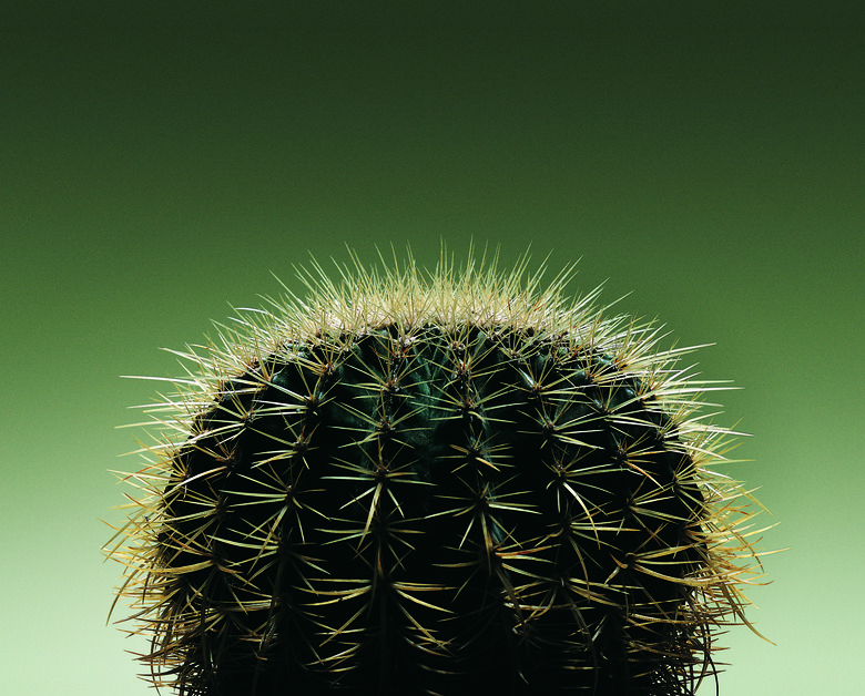 High Section View of a Cactus