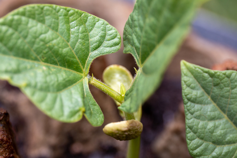 A close-up of a pinto bean seedling.