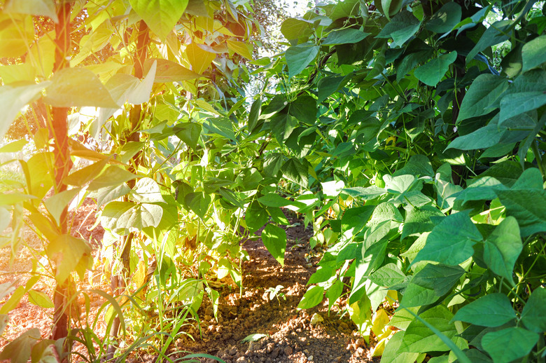 A close-up of green bean bushes ripening on hanging stalks.
