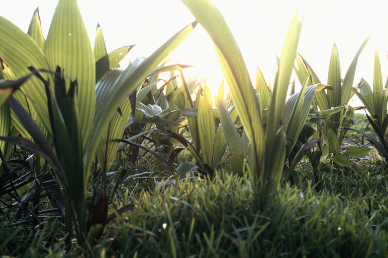 Turmeric field