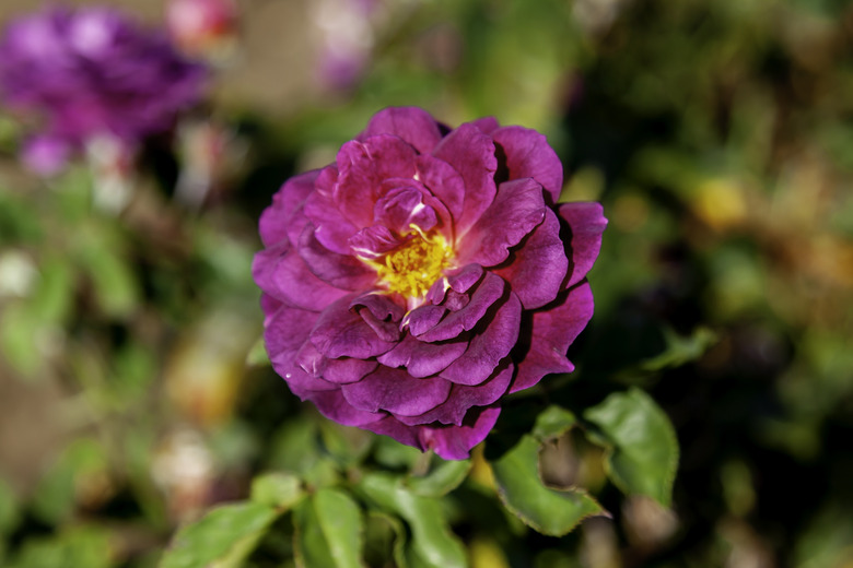 A magenta Ebb Tide rose Rosa 'Ebb Tide' flower in a field.