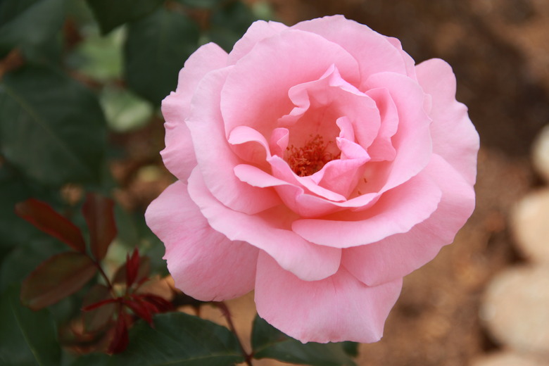 A close-up of a light pink Queen Elizabeth rose Rosa 'Queen Elizabeth'.