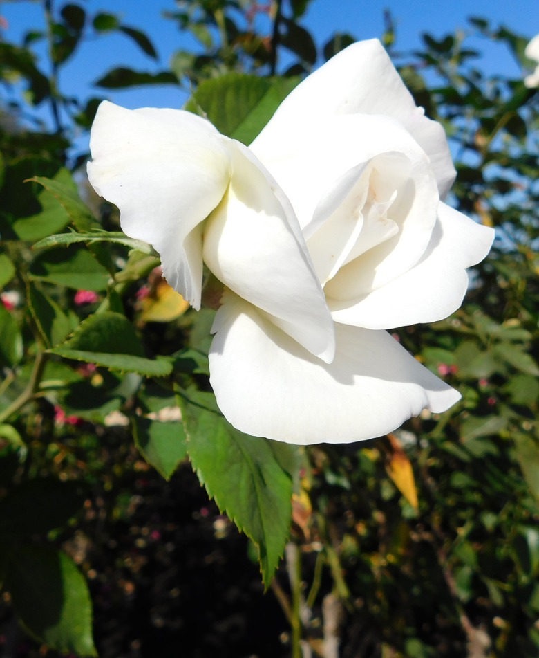 A close-up of a large white Sugar Moon rose Rosa 'Sugar Moon'.