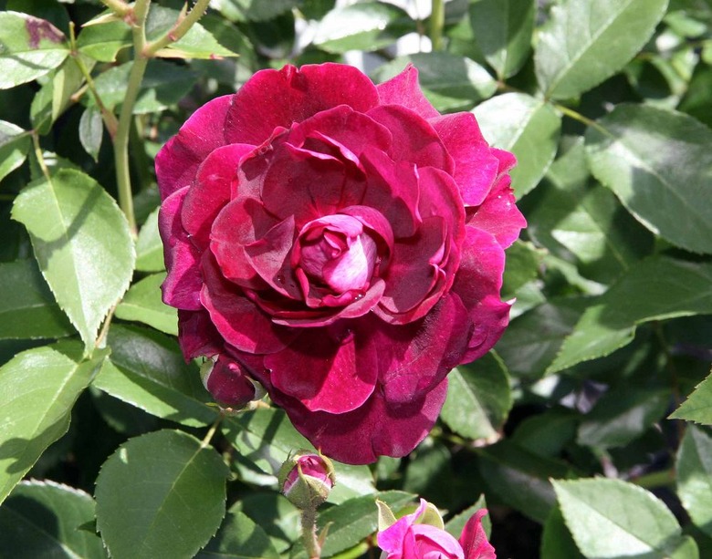 A close-up of a glorious Burgundy Iceberg rose Rosa 'PROse'.