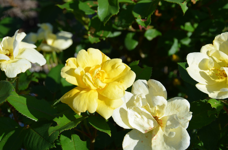 Some delightfully yellow Sunny Knock Out Rosa 'Radsunny' PP #18