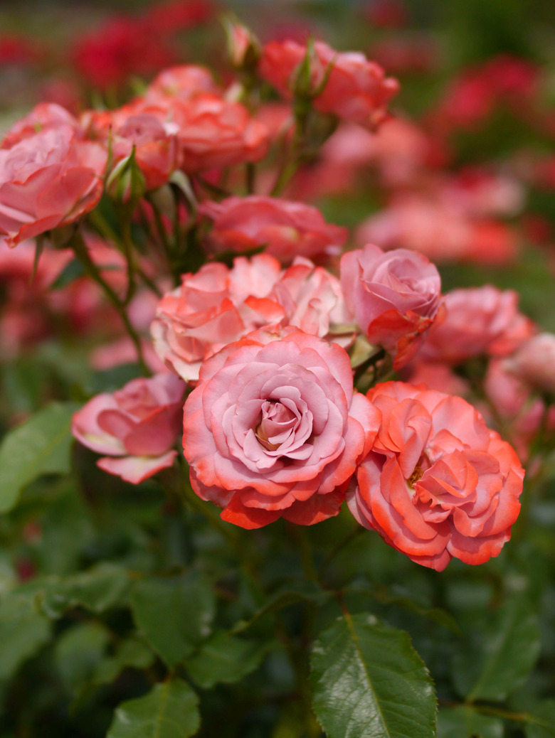 A close-up of some clusters of Solitude rose Rosa 'Solitude' flowers.