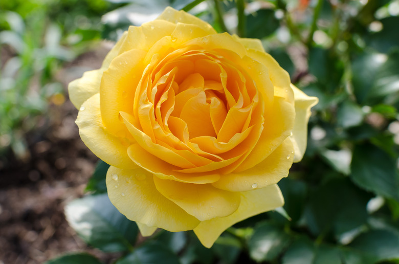 A single yellow flower from a Julia Child rose Rosa 'WEKvossutono' plant.