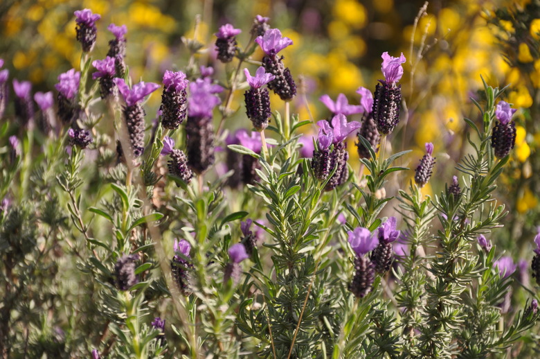 Spanish lavender Lavandula stoechas flowerheads bobbing in the wind.