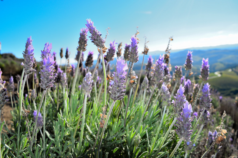 French lavender Lavandula dentata flowers on a hillside with blue skies behind them.