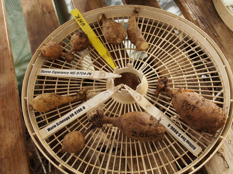 A variety of different dahlia tubers cleaned and labeled.