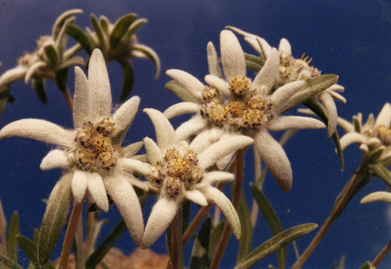 A close-up of a handful of delightful edelweiss Leontopodium alpinum flowers.