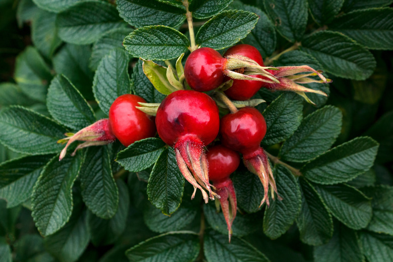 Some deep red rose hips from a beach roses Rosa rugosa plant.