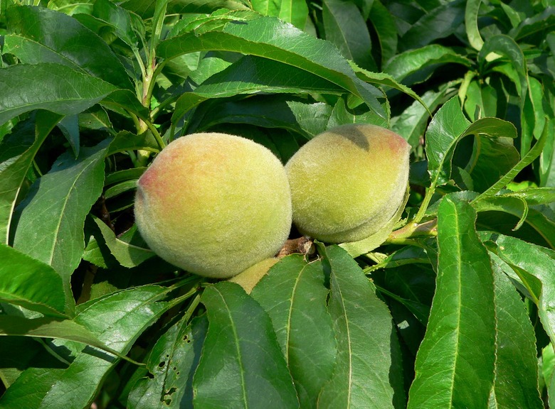 Two not-yet-ripe fruits growing on a Bonanza dwarf peach tree Prunus persica 'Bonanza'.