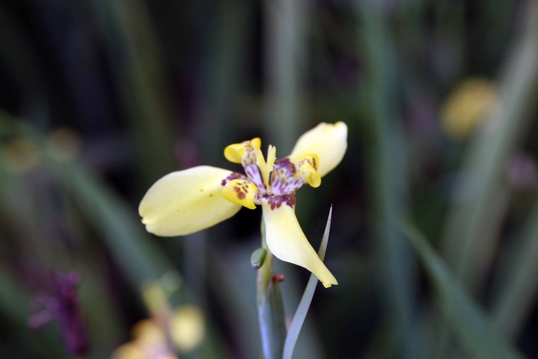 A single delicate walking iris Trimezia martinicensis flower points to the sky.