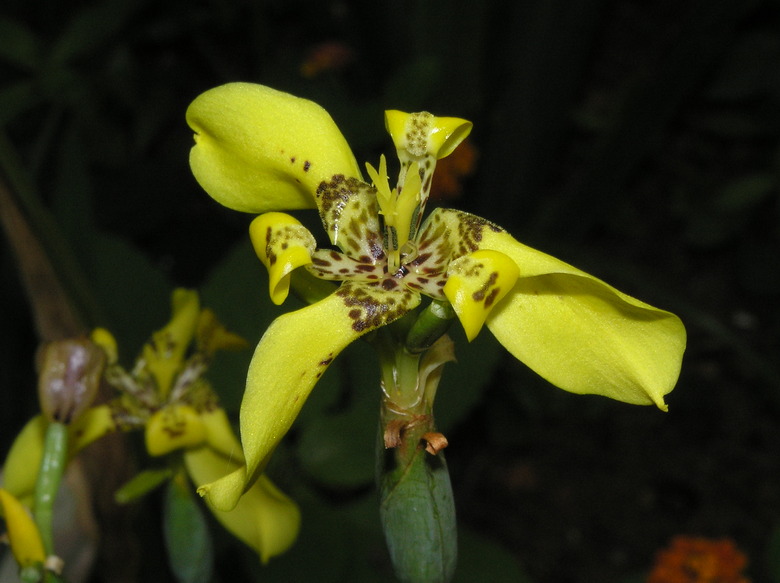 A lovely yellow walking iris Neomarica longifolia flower blooming at night.