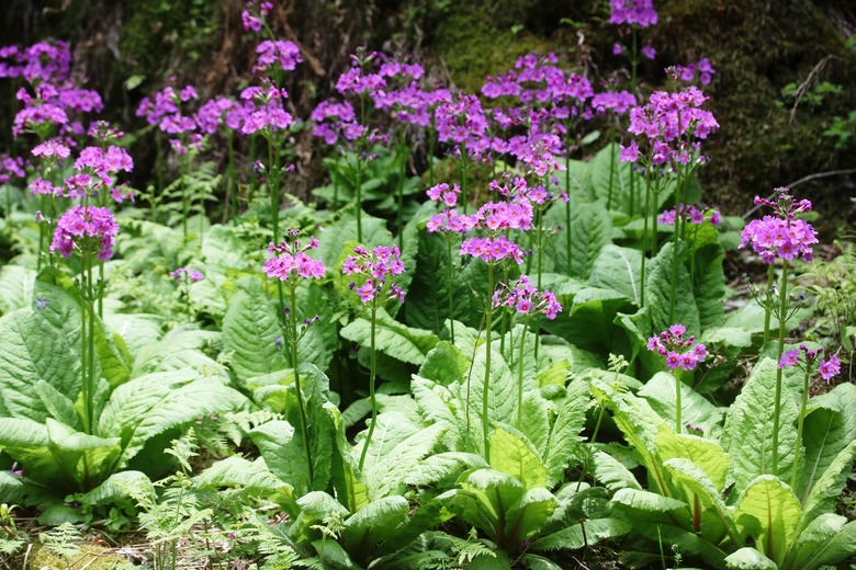 A handful of Japanese primrose Primula japonica plants growing together