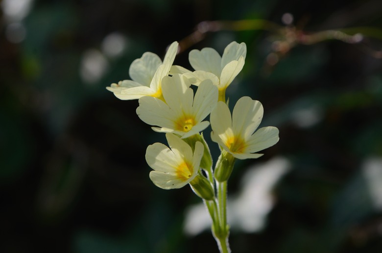 A few lovely oxlip Primula elatior primrose flowers reaching up toward the sky.
