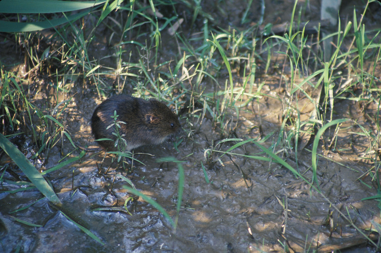 An eastern meadow vloe Microtus pennsylvanicus near some grass.