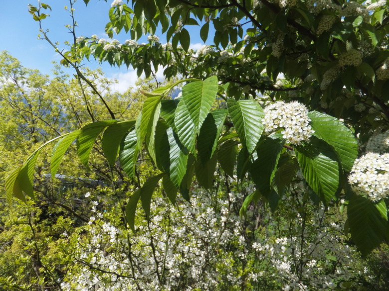 A branch of a wild cherry tree Prunus serotina with its glossy green leaves speckled by the sun.