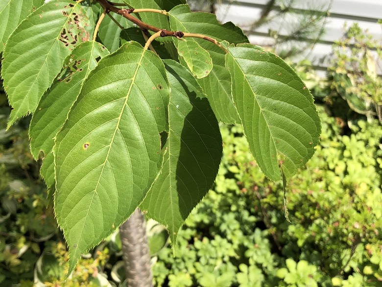 A close-up of the green leaves of a Kanzan cherry tree Prunus serrulata 'Kanzan'.