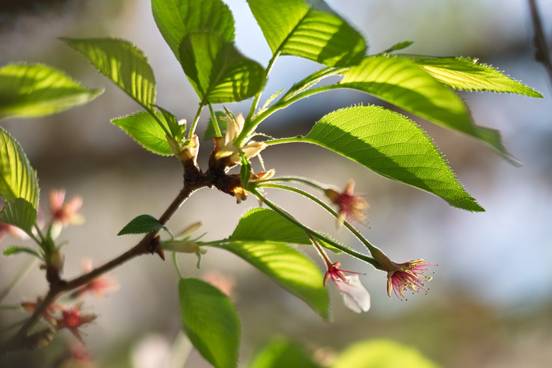 A close-up of the leaves and buds of a Yoshino cherry tree Prunus x yedoensis.