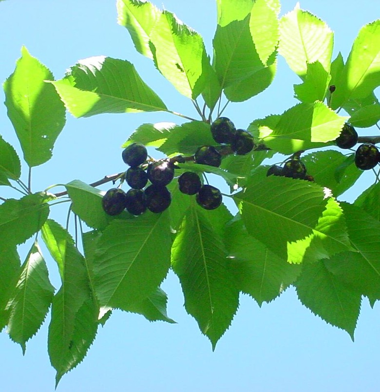 A branch of a Bing cherry tree Prunus avium 'Bing' seen from below.
