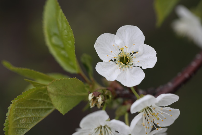 A close-up of the white blossoms and green leaves of a Montmorency cherry tree Prunus cerasus 'Montmorency'.