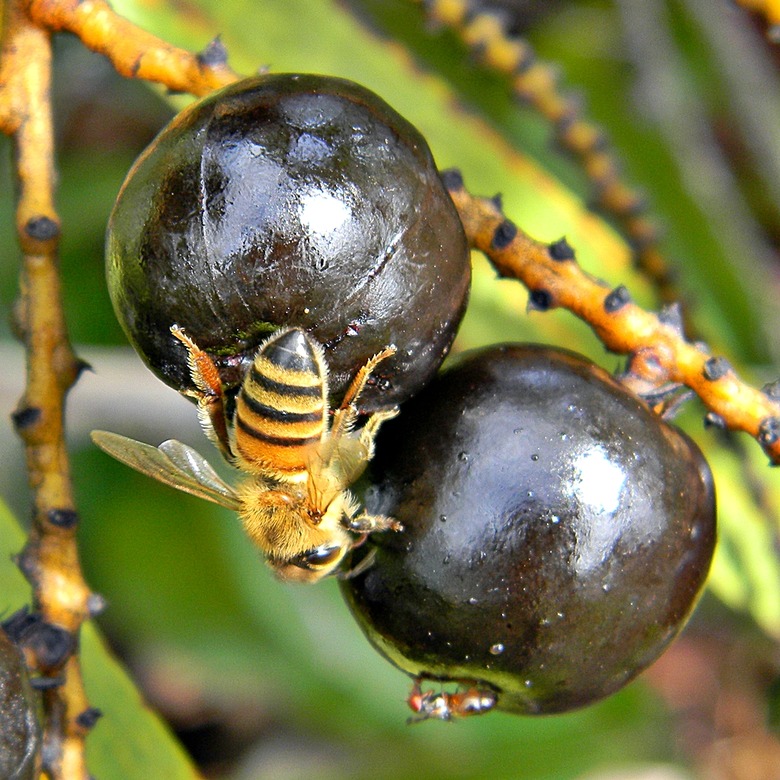 A close-up of a honey bee helping pollinate a saw palmetto Serenoa repens.