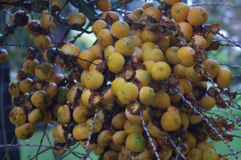 Clusters of orange berries still attached to a pindo palm tree Butia capitata.