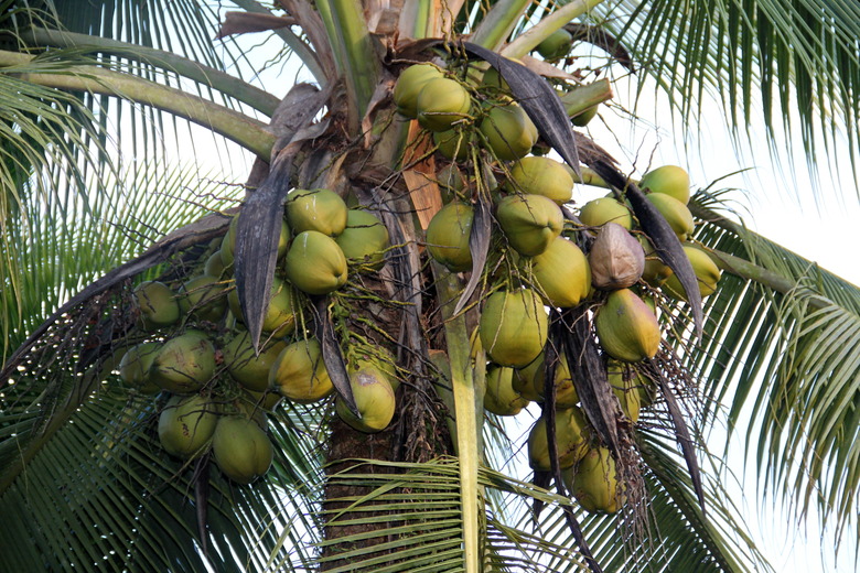 A coconut palm tree Cocos nucifera loaded up with coconut fruits.