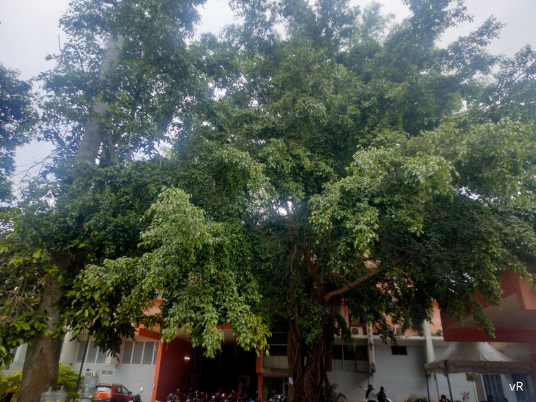 A large weeping fig tree Ficus benjamina growing near a builiding.