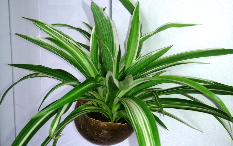 A spider plant Chlorophytum comosum hanging against a white wall.