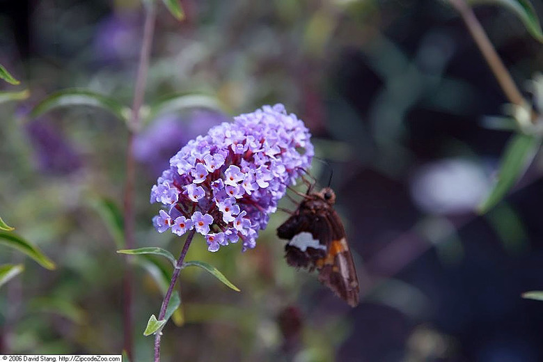 A close-up of some lavender flowers of a Nanho Blue butterfly bush Buddleja davidii 'Nanho Blue' plant with a butterfly checking them out.