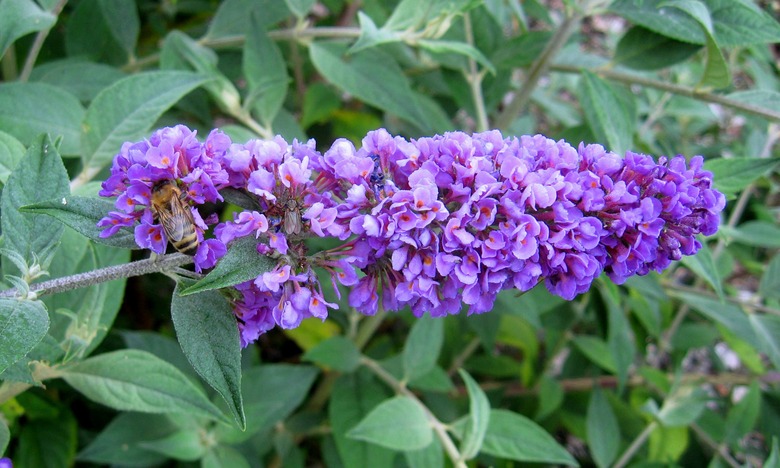 A close up of a Blue Chip buddleja Buddleja 'Blue Chip' panicle of blue-purple flowers.