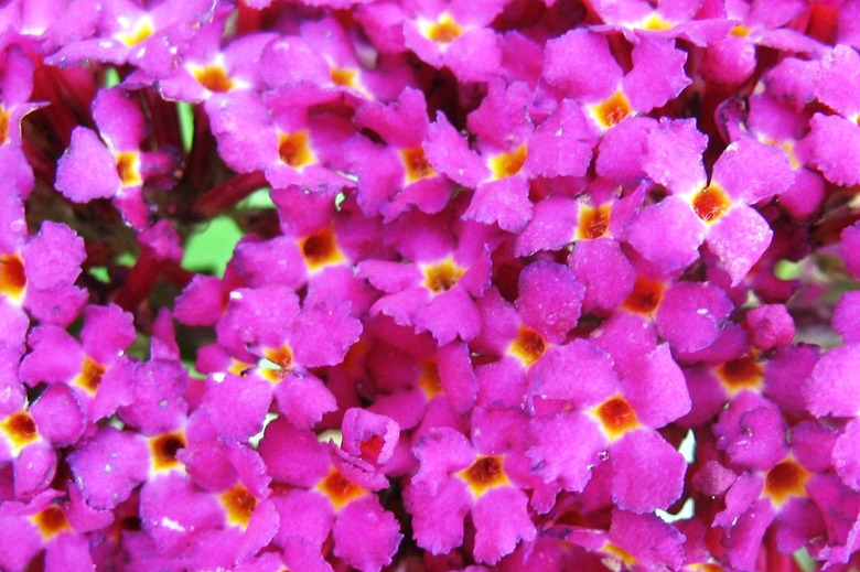 A close-up of some lovely magenta flowers from a Miss Ruby buddleja Buddleja 'Miss Ruby'.